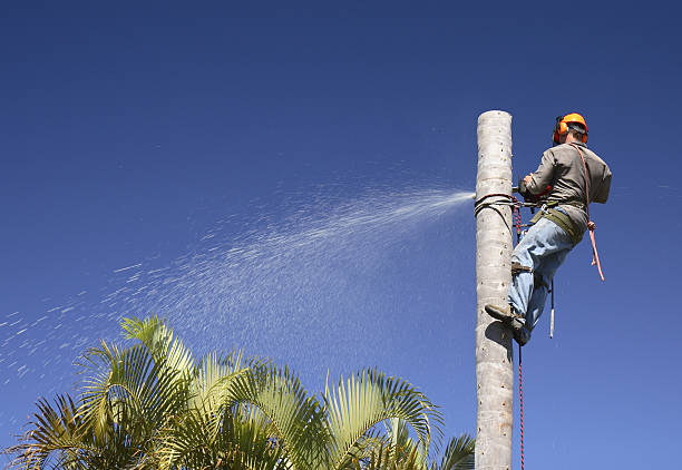 Lawn Watering Services in Snowmass Village, CO