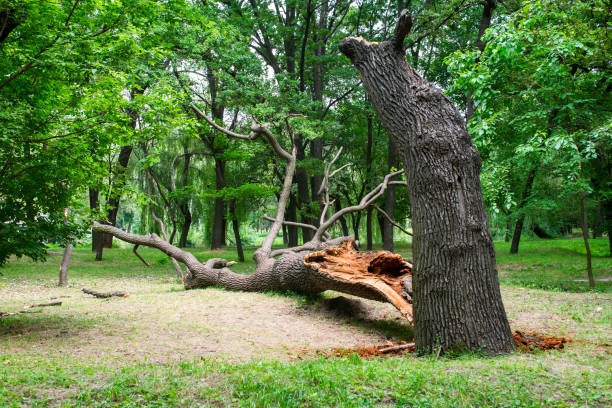 Best Tree Risk Assessment  in Snowmass Village, CO